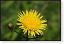bloemen bloem hdr natuur flora roos rozen tulp tulpen orchidee orchideeen zonnebloem geranium cannabis marihuana wiet hennep sativa indica